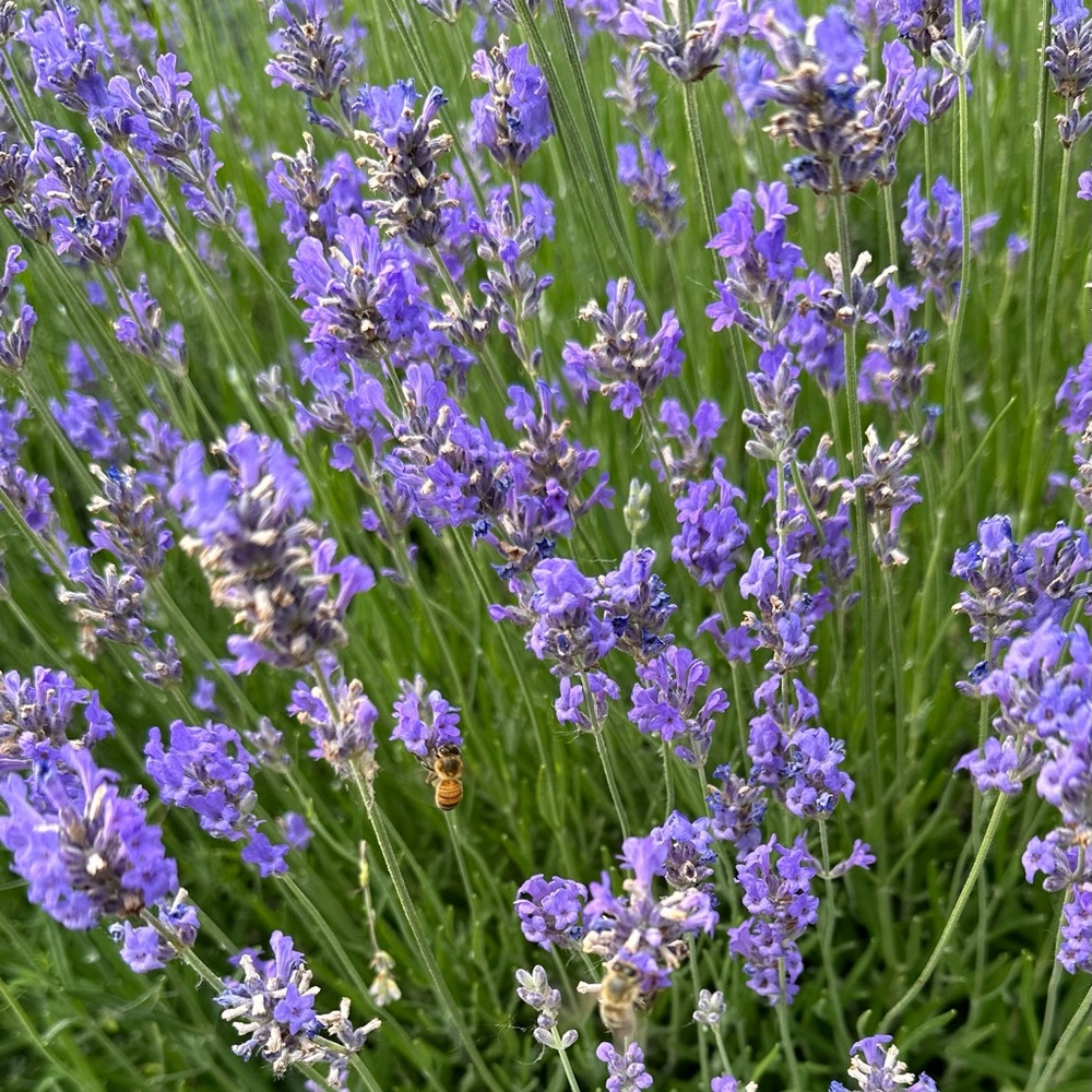 10 Lavender Seeds, English Munstead | Garden Shrub Bush Aromatherapy Flower Herb